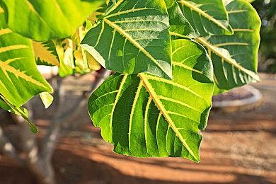 《生化危机4：重制版》热度持续 好评率上涨至97%